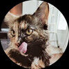 remiaou